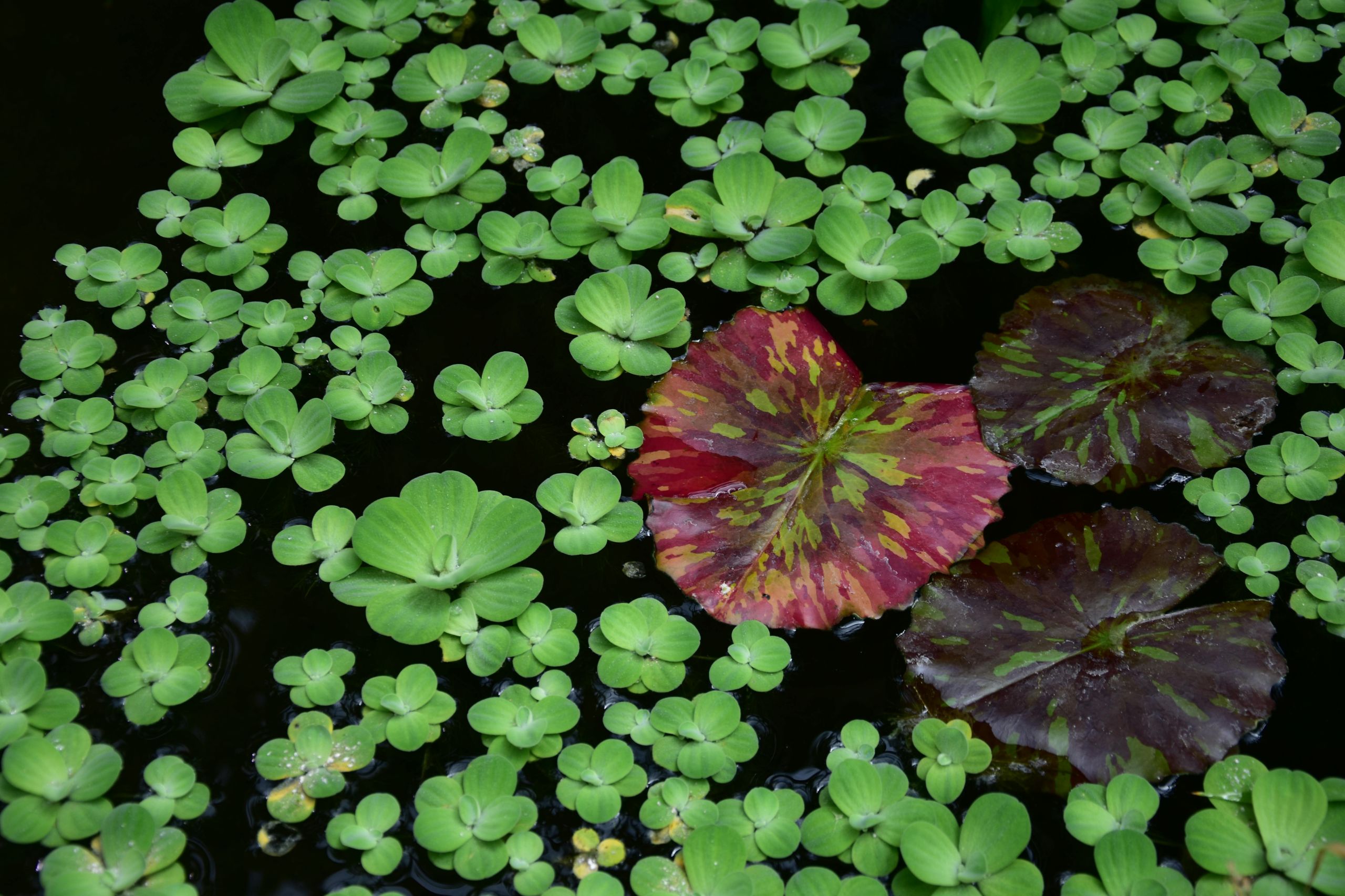 Fresh duckweed floating on water - natural aquatic plant